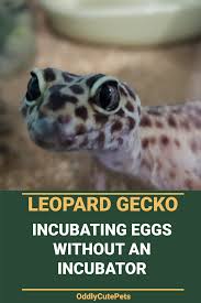 You need to fill the incubator with at least 2/3 to 2/4 of the media. How To Incubate Leopard Gecko Eggs Without An Incubator Leopard Gecko Gecko Incubator