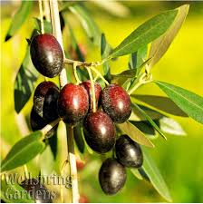 Image result for Olea europaea