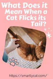 What Does It Mean When A Cat Flicks Its Tail In 2020 Cat Care Cats Kitten Care