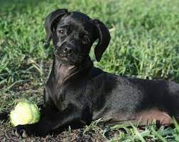 Find out more about the pomchi, including pomeranian chihuahua mix dog puppy petting heras im working at my computer. Chi Spaniel Dog Breed Information And Pictures