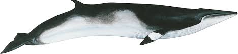 Any whale of family balaenopteridae, with longitudinal skin folds running from below the mouth to the navel, allowing the capacity of the mouth to expand greatly when feeding. Petit Rorqual Baleines En Direct