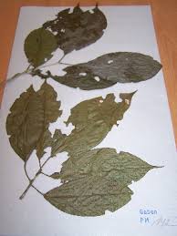 Image result for Maesobotrya