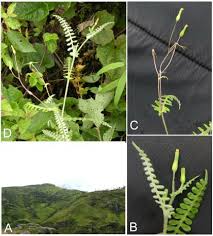 Image result for Premna tanganyikensis