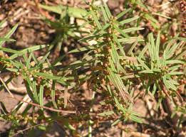 Image result for Ammannia prieuriana