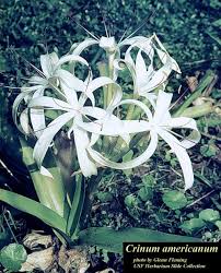Image result for Crinum harmsii