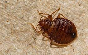 Bed bug extermination a growing south jersey concern. Bed Bug Exterminator South Jersey Bugaboo