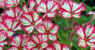 Maybe you would like to learn more about one of these? Phlox Drummondii Care Tips On Growing Annual Phlox