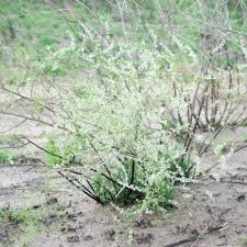 Image result for Agelanthus songeensis