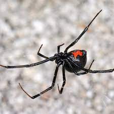 Strong scents, vinegar, your vacuum cleaner, and pesticides are among ways you can get rid of this feared notorious for killing their mates, the term black widow encompasses 31 latrodectus species that exhibit this ritual. How To Identify Maryland Spiders Owlcation