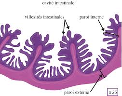 Des aliments aux nutriments - Assistance scolaire personnalisée et gratuite  - ASP
