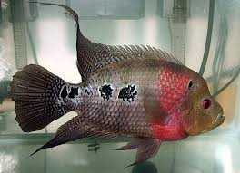 Female Flowerhorn Fish Flowerhorn Cichlid Fish Cichlids Baby Fish