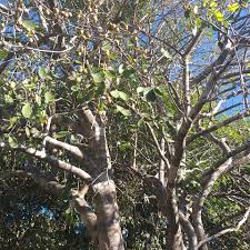 Image result for Sarcocephalus pobeguinii