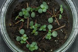 Image result for Pilea angolensis