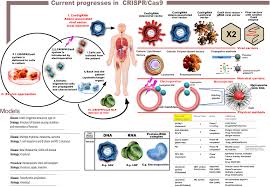 Crispr Cas9 A Potential Life Saving Tool What S Next Molecular Therapy Nucleic Acids Electroporation needs at least 5× more rnp complex in comparison to lipofection and success rate is usually much higher for elecroporation then. crispr cas9 a potential life saving