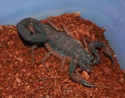 Check spelling or type a new query. Centruroides Gracilis Female For Sale