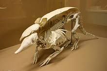 Maybe you would like to learn more about one of these? Armadillo Wikipedia
