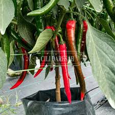 Penanaman cili merah di negara ini dijalankan menggunakan kaedah konvensional dan sistem. Cili Merah Besar Cili Kulai Cili Hybrid 461 Food Drinks Food Drinks Others On Carousell