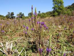 Image result for Pogostemon rogersii