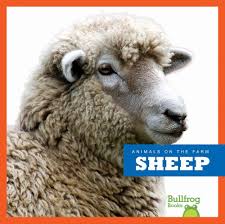 Sheep (Bullfrog Books: Animals