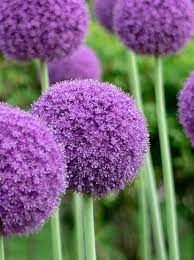 Allium Giganteum Allium Flowers Allium Giganteum Bulb Flowers
