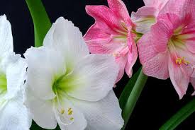 — nous sommes des roses, dirent les roses. Amaryllis Culture Arrosage Et Conseils D Entretien