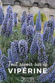 Echium Viperine Semer Planter Et Entretenir Jardin Facile Jardins Fleurs Vivaces
