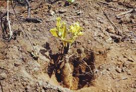 Image result for Triumfetta heliocarpa