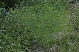 Image result for Asparagus officinalis