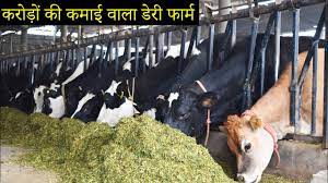 You can use, maize, sorghum, jowar, bicolor, pearl millet or bajra, cowpea, oats and many other green fodders to feed your dairy breeds. Tour Of Modern Dairy Farm Of India Gill Dairy Farm Moga Punjab Youtube