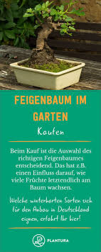 Feigenbaum Alles Was Man Zur Feige Im Garten Wissen Muss Feigenbaum Feigen Feigenbaum Pflanzen