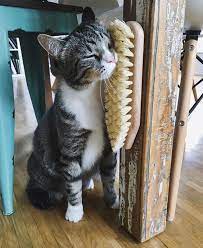 Click The Photo For More Adorable And Cute Cat Videos And Photos Cutecats Cats Kittens Catvideos Cat Playground Cats Cat Room
