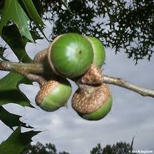 Fruit trees aren't that fussy when it comes to soil. Pin Oak Tree On The Tree Guide At Arborday Org