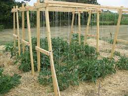 String art and flowering vines. Pin On Tomatoes