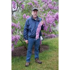 Maybe you would like to learn more about one of these? Lilac Sunday Lilac Gurney S Seed Nursery Co