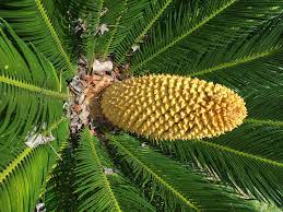 In the ground in can reach over 10 feet tall at maturity. Male Sago Palms Produce A Slender Bloom Which Looks Similar To An Elongated Pine Cone Photo By Janis Piotrowski Sago Palm Palm Houseplants