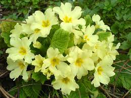 The primrose flower is a long lasting garden bloom. Primula Vulgaris Wikipedia