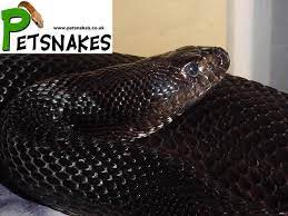 Pin On Petsnakes