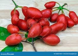 Image result for Uvaria acuminata