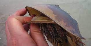 Why So Many Dead Horseshoe Crabs On The Beach Middletown Nj Patch