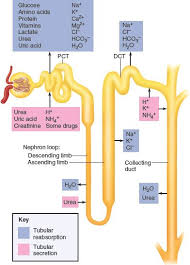 Pin On Chapter 23 The Urinary System