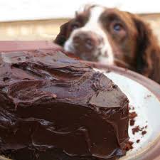 What size is the dog? Dog Ate Chocolate 5 Critical Steps To Take And My Personal Experience Pethelpful