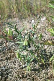 Image result for Crotalaria recta