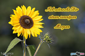 Guten morgen die sonne lacht du bist erwacht und ich hab an dich gedacht. Guten Morgen Bilder 1gb Pics