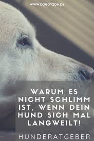 Hat Dein Hund Langeweile Das Kannst Du Tun Hundegesundheit Hunde Intelligenzspielzeug Hund