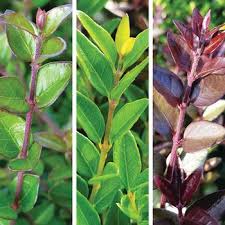 Image result for Lonicera confusa