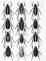 Black Beetle Like Bug In House What S Black And White And Buggy All Over My Decoupage Insect Pumpkin Insects Beetle Drawing Beetle