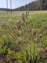 Image result for Alloteropsis