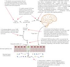 Chat with a primary care doctor without leaving your house. Gut Dysbiosis And Serotonin Intestinal 5 Ht As A Ubiquitous Membrane Permeability Regulator In Host Tissues Organs And The Brain