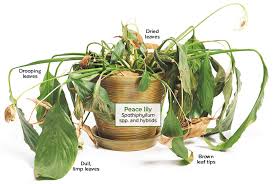 Maybe you would like to learn more about one of these? How To Water Houseplants Garden Gate