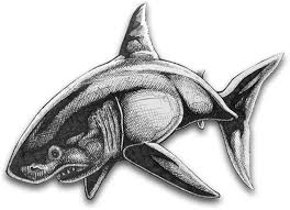Check spelling or type a new query. Hand Drawing A Great White Shark Tutorial David Ed Edwards